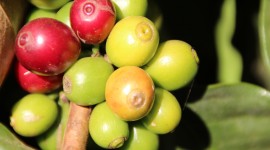 Coffee Fruit Branches Wallpaper Full HD