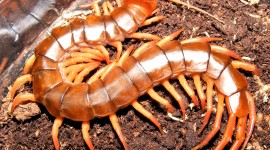 Giant Centipedes Aircraft Picture