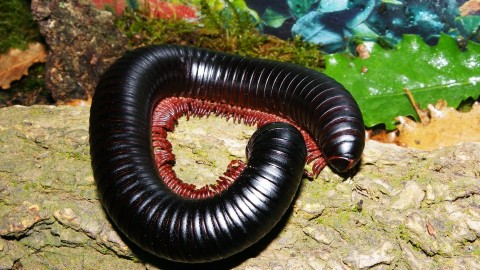 Giant Centipedes wallpapers high quality