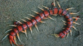 Giant Centipedes Image Download