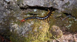 Giant Centipedes Photo Free