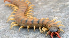 Giant Centipedes Picture Download