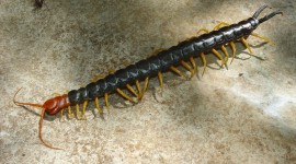 Giant Centipedes Wallpaper HQ