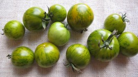 Green Tomatoes Wallpaper Download Free