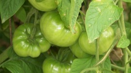 Green Tomatoes Wallpaper Free