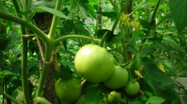 Green Tomatoes Wallpaper High Definition