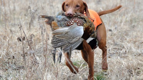 Hunting Dog wallpapers high quality