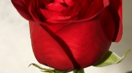 Long Roses Wallpaper For IPhone Free