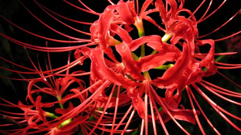 Lycoris wallpapers high quality