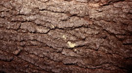 The Texture Of The Tree Photo Download