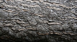 The Texture Of The Tree Photo Free