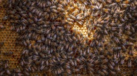 4K Honeycomb Wallpaper Gallery