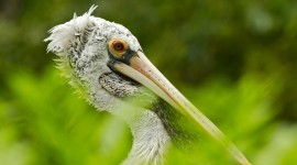 4K Pelican Image