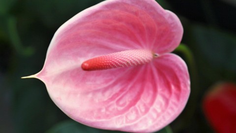 Anthurium wallpapers high quality