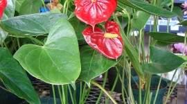 Anthurium Wallpaper For IPhone Free