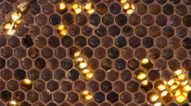Bee Perga Wallpaper For IPhone