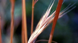 Bromus Wallpaper For The Smartphone