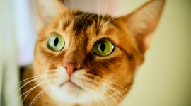Cat's Big Eyes Wallpaper 1080p