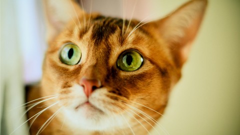 Cat’s Big Eyes wallpapers high quality