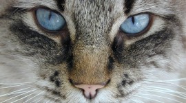 Cat's Big Eyes Wallpaper Download Free