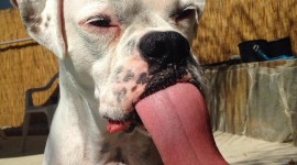 Dog Tongue Photo