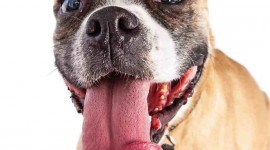 Dog Tongue Wallpaper Free