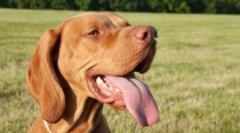 Dog Tongue Wallpaper Full HD