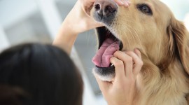 Dog Tongue Wallpaper Gallery