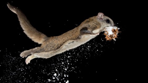 Flying Squirrel wallpapers high quality