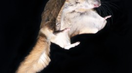 Flying Squirrel Wallpaper For IPhone Download