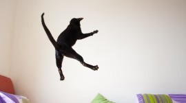 Jumping Cat Wallpaper