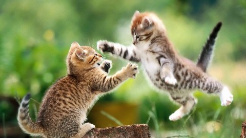 Jumping Cat wallpapers high quality