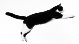 Jumping Cat Wallpaper Download Free