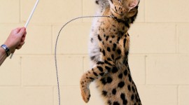 Jumping Cat Wallpaper For IPhone Free