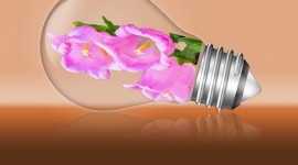 Light Bulb Flowers Aircraft Picture