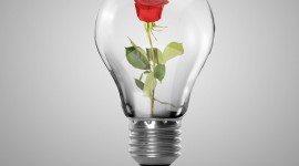 Light Bulb Flowers Picture Download