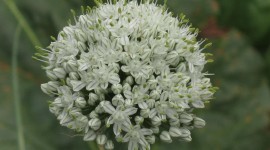 Onion Flowers Photo Download
