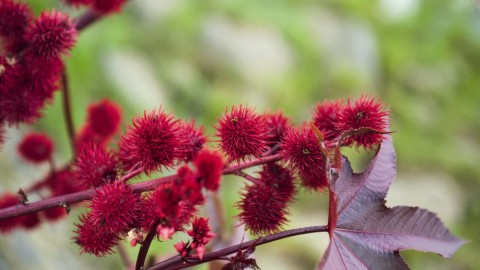 Ricinus Communis wallpapers high quality