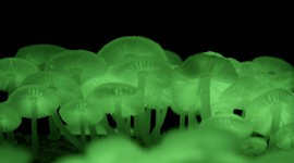 The Mushrooms Glow Photo Download