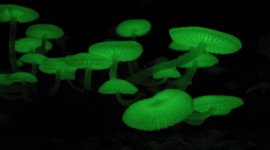 The Mushrooms Glow Photo Free