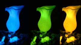 The Mushrooms Glow Wallpaper