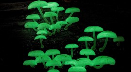 The Mushrooms Glow Wallpaper For PC