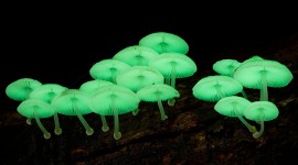 The Mushrooms Glow Wallpaper Gallery