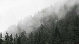Fog In The Forest Wallpaper Download