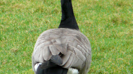 Goose Wallpaper For IPhone Download