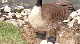 Goose Wallpaper For IPhone Free
