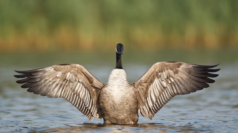 Goose wallpapers high quality