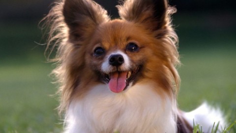 Papillon Dog wallpapers high quality