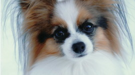 Papillon Dog Wallpaper For Android