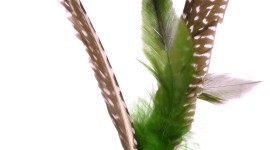 Pheasant Feathers Best Wallpaper